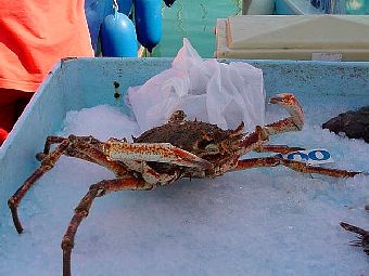 Crab.JPG