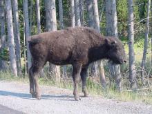 BuffaloCalf