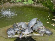 turtle fountain (real not a sculpture) at Villa Carlotta