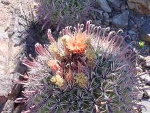 Tucson Desert Museum