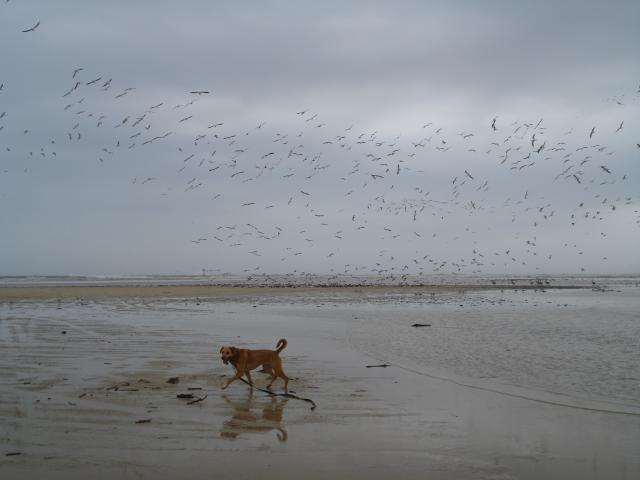 Navajo disturbes the birds ...