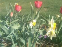 Tulips and daffodils out front 20-apr-2010