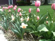 daffodils and tulips 27-apr-2010