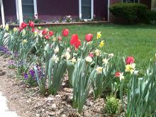 More daffodils and tulips 27-apr-2010