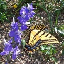 swallowtail_feeding.jpg