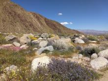 Borrego Palm Canyon view back