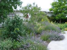 Front Garden in July