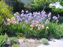 Irises and Roses May 2007