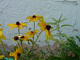 BlackEyedSusan.JPG