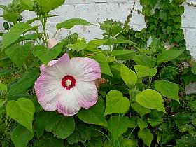 Hibiscus.JPG