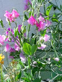 SweetPeas.JPG